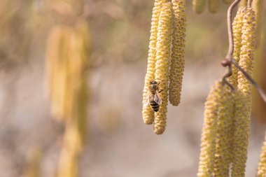 Corylus avellana - nektar bir fındık toplama soydan bal arısı
