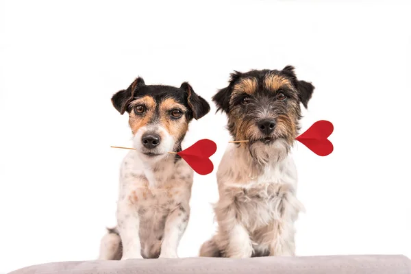 Romantik Köpek - İki küçük şirin Jack Russell Terrier köpeği