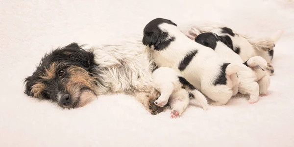 Ma 3 tygodnie. Czysty bardzo mały Jack Russell Terrier dziecko — Zdjęcie stockowe