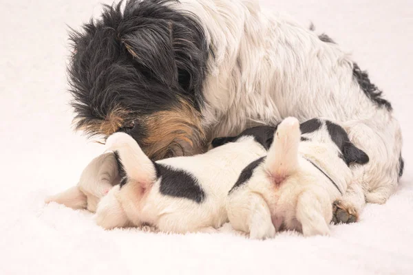 Cachorros de 3 semanas. Purebred muy pequeño Jack Russell Terrier bebé — Foto de Stock