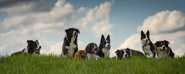 A pack of obedient dogs - Border Collies and other in all ages f — Stock Photo, Image