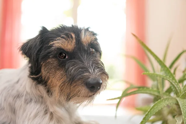 Hund sitter i en lägenhet och tittar på en aloe vera växt - — Stockfoto