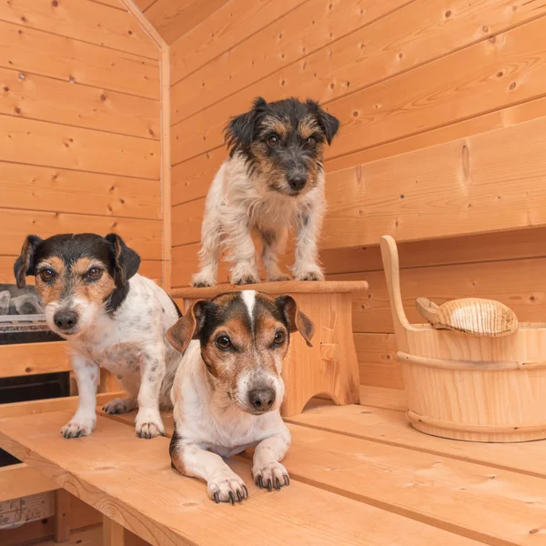 Grupa uroczych małych psów Jack Russell Terrier w drewnianym sp — Zdjęcie stockowe