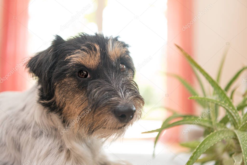 Dog sitting in an apartment and looking at an aloe vera plant - 