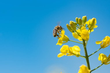 Bir tecavüz çiçek nektarı toplama Honneybee