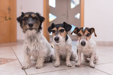 Grup Jack Russell Terrier Köpekleri. Dört küçük köpek oturuyor.