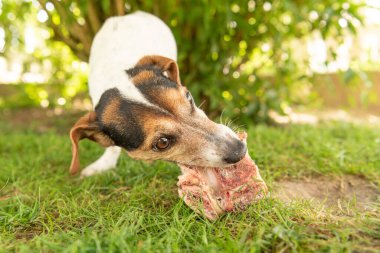 Küçük sevimli Jack Russell Terrier köpeği et ve c ile bir kemik yiyor.
