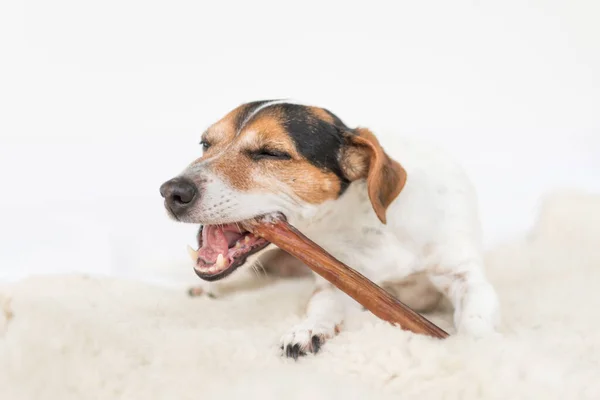 Jack Russell Terrier 10 år gamla - söt liten hund äter och che — Stockfoto