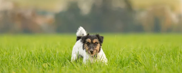 Engraçado pequeno Jack Russell Terrier cão fica engraçado em um me verde — Fotografia de Stock