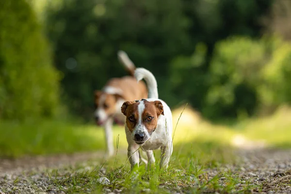 Dos lindos perros encantadores caminan juntos sin humanos. Sm. — Foto de Stock
