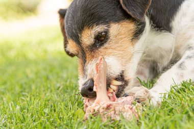 Küçük sevimli Jack Russell Terrier köpeği et ve c ile bir kemik yiyor.