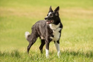 Doğanın dışında yeşil bir çayırda güzel bir Border Collie.,