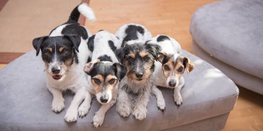 Grup Jack Russell Terrier Köpekleri. Dört küçük köpek oturuyor.
