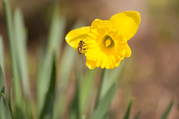 Vackra påskliljor på våren mot en anbud bakgrund. Bee c — Stockfoto