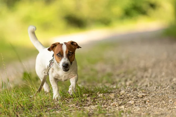 Little good Jack Russell Terrier walks alone in the woods on a p — Stock Photo, Image