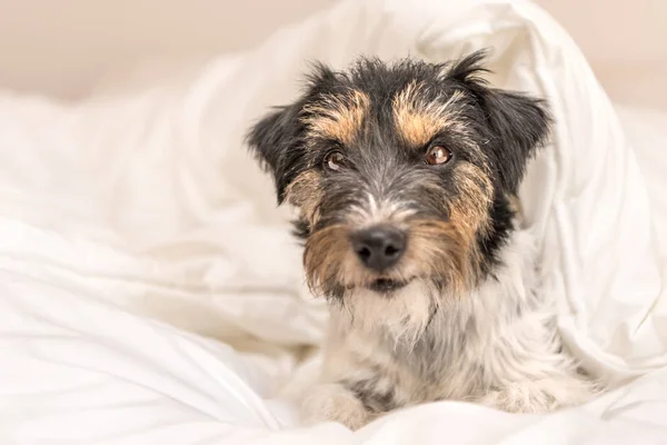 Zábavný malý pes Jack Russell teriér lže a spí v — Stock fotografie