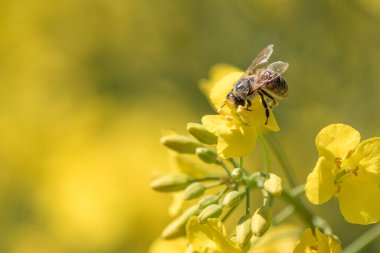 Bir tecavüz çiçek nektarı toplama Honneybee