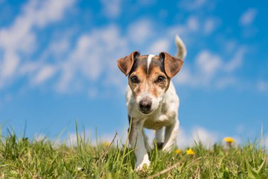 Jack Russell Terrier köpek mavi gökyüzü önünde bir meadwon üzerinde