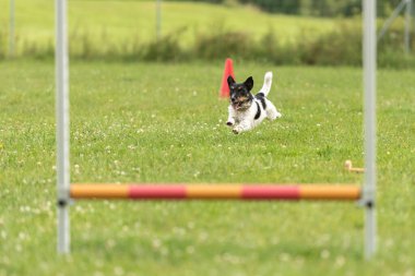 Hızlı Jack Russell Terrier köpeği bir direğin etrafında dönüyor ve koşuyor. 