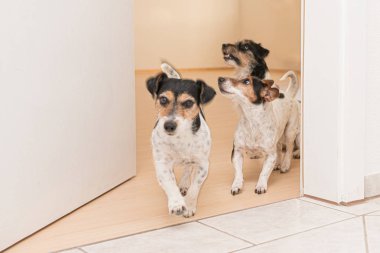 Üç sevimli küçük arsız Jack Russell teriyeri...