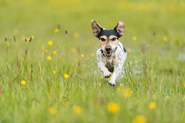 Perro corriendo sobre goteo húmedo prado - jack russell terrier seve — Foto de Stock