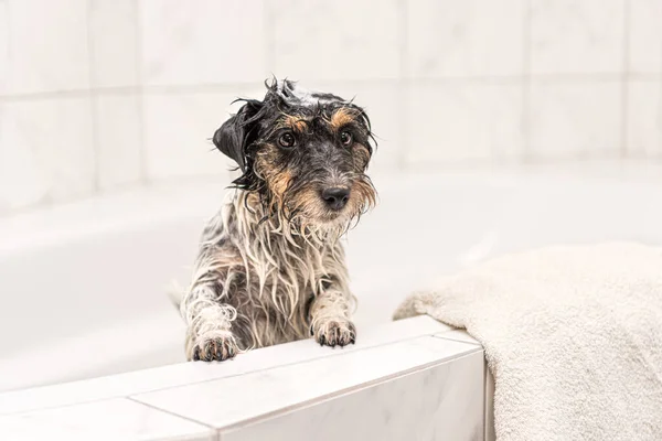 Um cãozinho maluco do Jack Russell Terrier. Cão com espuma na ba — Fotografia de Stock