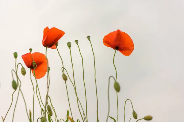 Blumenschmuck, Dekorationsblumen. schöne rote Mohnblumen in fron — Stockfoto