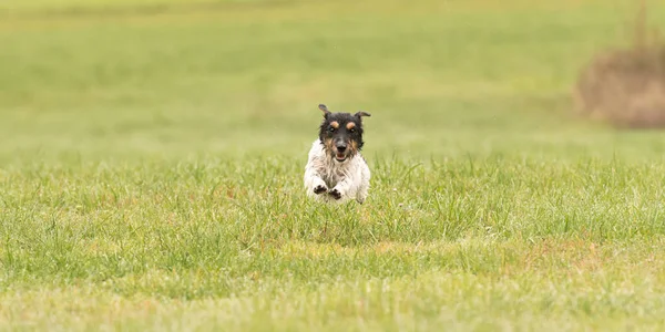 Słodkie mały latający Jack Russell Terrier pies działa przez gr — Zdjęcie stockowe