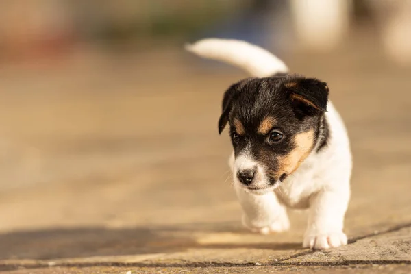 Piesek Wieku Tygodni Młody Szczeniak Jack Russell Terrier Ogrodzie — Zdjęcie stockowe