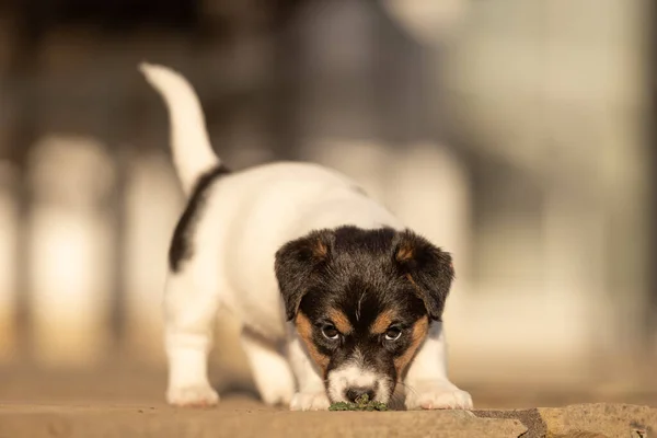 Piesek Wieku Tygodni Młody Szczeniak Jack Russell Terrier Ogrodzie — Zdjęcie stockowe