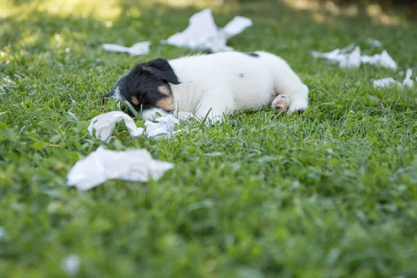 Mały Ślicznotka Jack Russell Terrier Szczeniak Tygodni Graj Zostaw Bałagan — Zdjęcie stockowe