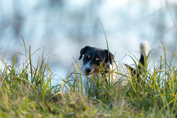 Pequeño Jack Russell Terrier Está Comiendo Hierba Prado Perro Delante —  Fotos de Stock