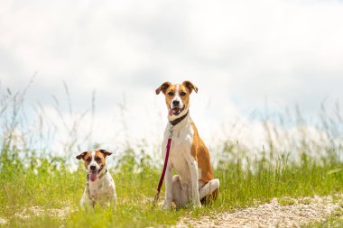 İki sevimli büyüleyici köpek insanlar olmadan yan yana otururlar. Küçük Jack Russell Terrier köpeği ve onun büyük melez arkadaşı