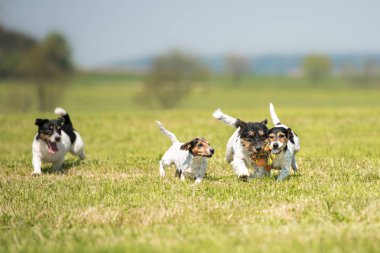Bir sürü küçük köpek koşar ve bir çayırda topla oynar. Bir paket Jack Russell Terrier.