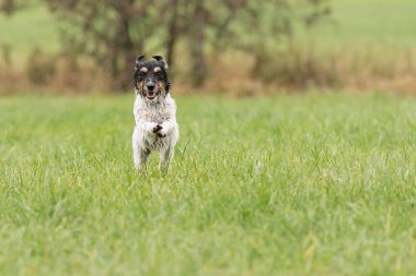 Tatlı küçük Jack Russell Terrier köpeği yeşil çayırda koşuyor. 