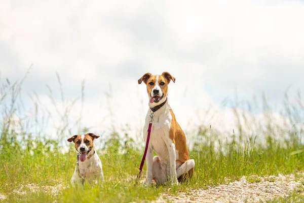 Dois Cães Encantadores Bonitos Sentam Juntos Sem Humanos Pequeno Jack — Fotografia de Stock