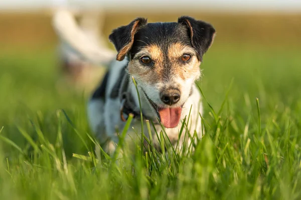 Jack Russell Terrier Años Retrato Perro Aire Libre Naturaleza Temporada —  Fotos de Stock