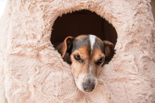 Cute Mały Pies Leży Wygodnie Jaskini Kota Jack Russell Lat — Zdjęcie stockowe