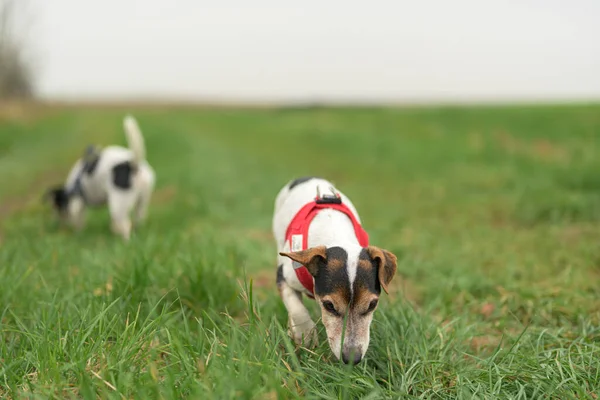 Dos Lindos Perros Jack Russell Terrier Belleza Están Olfateando Prado —  Fotos de Stock
