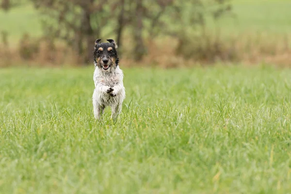 Lindo Perro Jack Russell Terrier Corriendo Por Prado Verde —  Fotos de Stock