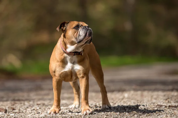 Continental Bulldog Dog Standing Forest Front Blurred Background — Stock Photo, Image