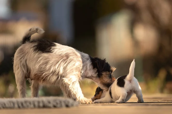 Young Cute Whelp Weeks Old Beautiful Jack Russell Terrier Mom — 图库照片