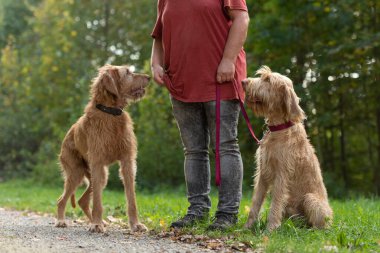 Genç ve yaşlı Macar Vizsla köpeği. Dişi köpek bakıcısı, iki sadık köpeğiyle ormanda geziyor.