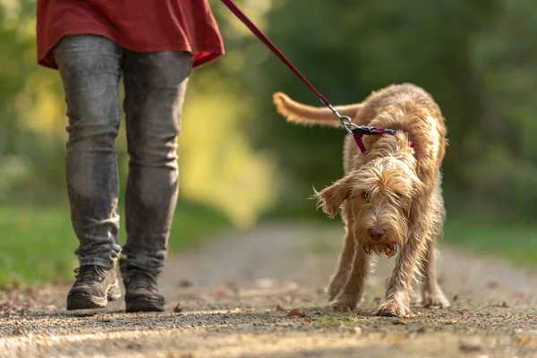 Joven Sabueso Magyar Vizsla Mujer Manejadora Perros Está Caminando Con —  Fotos de Stock