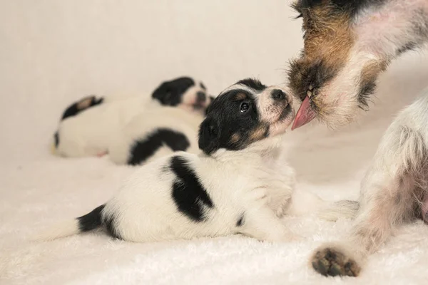 Muy Poco Perro Cachorro Jack Russell Terrier Con Madre Perrito — Foto de Stock