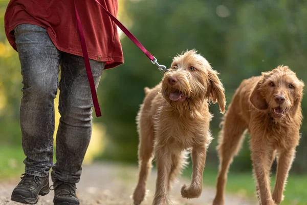 Cão Caça Jovem Velho Magyar Vizsla Tratador Cães Fêmea Está — Fotografia de Stock