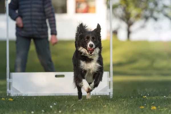 Dog jumps over hurdle - Border collie