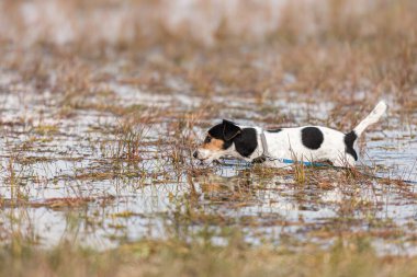 Şirin küçük Jack Russell Terrier köpeği bir sürü sazlıkla suyun içinde duruyor.