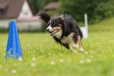 Hızlı Sınır Collie köpek bir pilon etrafında çalışır 