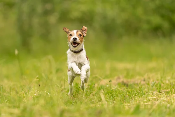 Lindo Pastor Russell Terrier Perro Corre Sobre Prado Verde Primavera —  Fotos de Stock